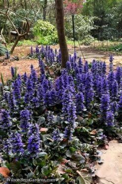 Catlins Giant Ajuga - Bugleweed - 5 Pack Of Quart Pots -Flora Bloom Shop Ajuga Catlins Giant 20