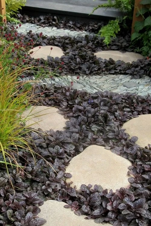 Mahogany Ajuga (Bugleweed) - 5 Pack Of Quart Pots 1 Mahogany Ajuga (Bugleweed) - 5 Pack Of Quart Pots