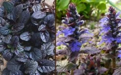 Mahogany Ajuga (Bugleweed) - 5 Pack Of Quart Pots 9 Mahogany Ajuga (Bugleweed) - 5 Pack Of Quart Pots -Flora Bloom Shop Ajuga Mahogany Combo