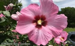 Aphrodite Rose Of Sharon (Althea / Hibiscus) - 6 Gallon Pot -Flora Bloom Shop Althea Aphrodite Rose of Sharon Hibiscus 50