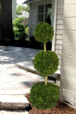 Emerald Green Arborvitae Poodle Tier Topiary (3 Ball) - 5 Gallon Pot -Flora Bloom Shop Arborvitae Emerald Green 3 Ball Poodle Tier 2