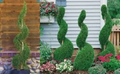 Emerald Green Arborvitae Spiral Topiary - 5 Gallon Pot (3-4') 7 Emerald Green Arborvitae Spiral Topiary - 5 Gallon Pot (3-4') -Flora Bloom Shop Arborvitae Emerald Green Spiral 800x500 1