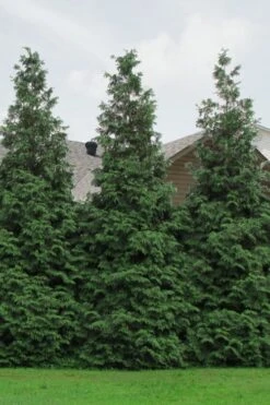 Green Giant Arborvitae - 7 Gallon Pot (3-4') -Flora Bloom Shop Arborvitae Green Giant 500x750 1