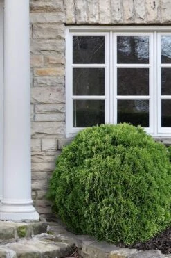 Planet Earth Arborvitae - 3 Gallon Pot -Flora Bloom Shop Arborvitae Woodwardii Globe 12