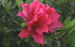 Brilliant Southern Indica Azalea - 1 Gallon Pot 8 Brilliant Southern Indica Azalea - 1 Gallon Pot -Flora Bloom Shop Azalea Brilliant 1