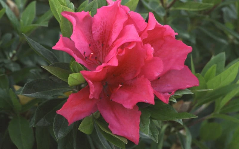 Brilliant Southern Indica Azalea - 1 Gallon Pot 4 Brilliant Southern Indica Azalea - 1 Gallon Pot - Image 4
