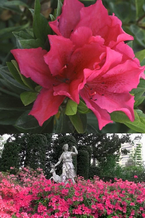 Brilliant Southern Indica Azalea - 1 Gallon Pot 5 Brilliant Southern Indica Azalea - 1 Gallon Pot - Image 5