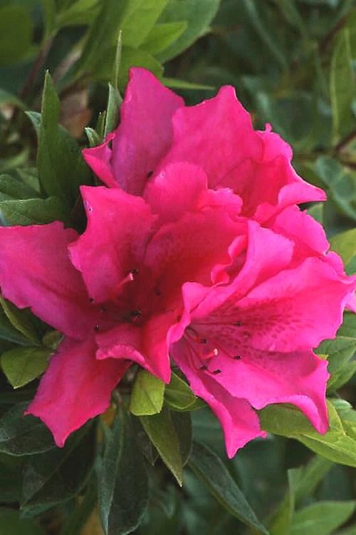 Brilliant Southern Indica Azalea - 1 Gallon Pot 1 Brilliant Southern Indica Azalea - 1 Gallon Pot