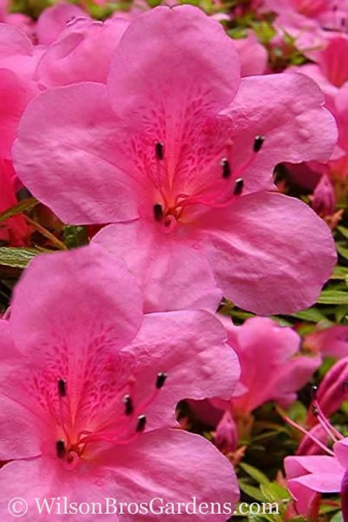 Chinzan Dwarf Azalea - 6 Pack Of 1 Gallon Pots 1 Chinzan Dwarf Azalea - 6 Pack Of 1 Gallon Pots