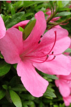 Chinzan Dwarf Azalea - 6 Pack Of 1 Gallon Pots 11 Chinzan Dwarf Azalea - 6 Pack Of 1 Gallon Pots -Flora Bloom Shop Azalea Chinzan 500x750 1