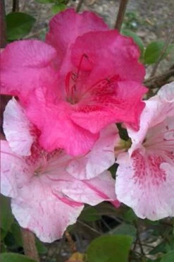 Conversation Piece Azalea - 1 Gallon Pot -Flora Bloom Shop Azalea Conversation Piece 10