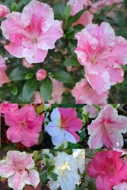 Conversation Piece Azalea - 1 Gallon Pot -Flora Bloom Shop Azalea Conversation Piece 2 500x750 1