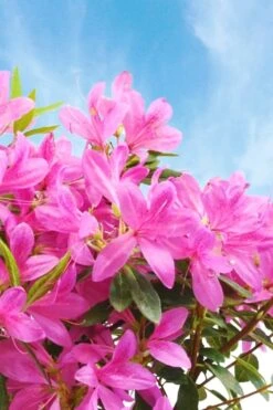Pink Ribbons Deja Bloom Azalea - 1 Gallon Pot -Flora Bloom Shop Azalea Deja Bloom Pink Ribbons 4
