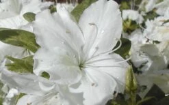 Delaware Valley White Azalea - 1 Gallon Pot -Flora Bloom Shop Azalea Delaware Valley White 2 1