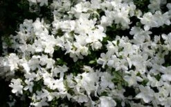 Delaware Valley White Azalea - 6 Pack Of 1 Gallon Pots -Flora Bloom Shop Azalea Deleware Valley White Bloom