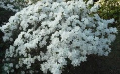 Delaware Valley White Azalea - 1 Gallon Pot -Flora Bloom Shop Azalea Deleware Valley White Landscape 1