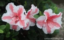 Autumn Starburst Encore Azalea - 1 Gallon Pot -Flora Bloom Shop Azalea Encore Autumn Starburst 2