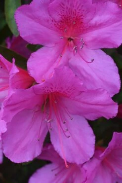 Formosa Southern Indica Azalea - 1 Gallon Pot -Flora Bloom Shop Azalea Formosa 500x750 1