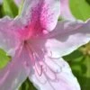 George L. Taber Southern Indica Azalea - 3 Gallon Pot