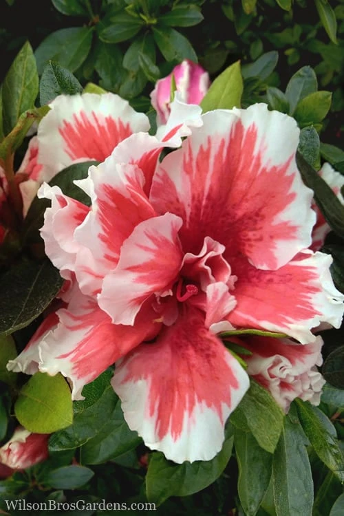 Mardi Gras Southern Indica Azalea - 3 Gallon Pot 1 Mardi Gras Southern Indica Azalea - 3 Gallon Pot