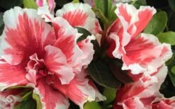 Mardi Gras Southern Indica Azalea - 3 Gallon Pot 7 Mardi Gras Southern Indica Azalea - 3 Gallon Pot -Flora Bloom Shop Azalea Mardi Gras 2