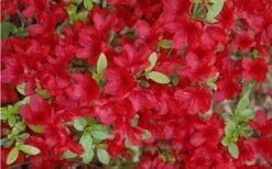 Midnight Flare Azalea - 3 Gallon Pot -Flora Bloom Shop Azalea Midnight Flare 1