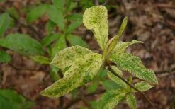 Dons Variegated Native Azalea - Rhododendron - 3 Gallon Pot 8 Dons Variegated Native Azalea - Rhododendron - 3 Gallon Pot -Flora Bloom Shop Azalea Native Dons Variegated 3