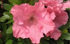 Gumpo Pink Dwarf Azalea - 1 Gallon Pot -Flora Bloom Shop Azalea Pink Gumpo