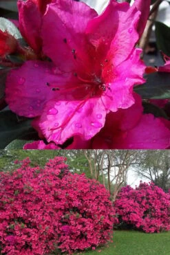 Red Formosa Azalea - 3 Gallon Pot 8 Red Formosa Azalea - 3 Gallon Pot -Flora Bloom Shop Azalea Red Formosa 1 500x750 2