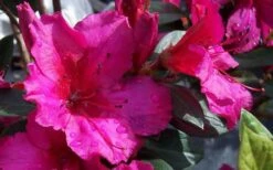 Red Formosa Azalea - 1 Gallon Pot 9 Red Formosa Azalea - 1 Gallon Pot -Flora Bloom Shop Azalea Red Formosa