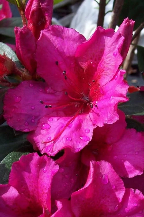 Red Formosa Azalea - 1 Gallon Pot 1 Red Formosa Azalea - 1 Gallon Pot
