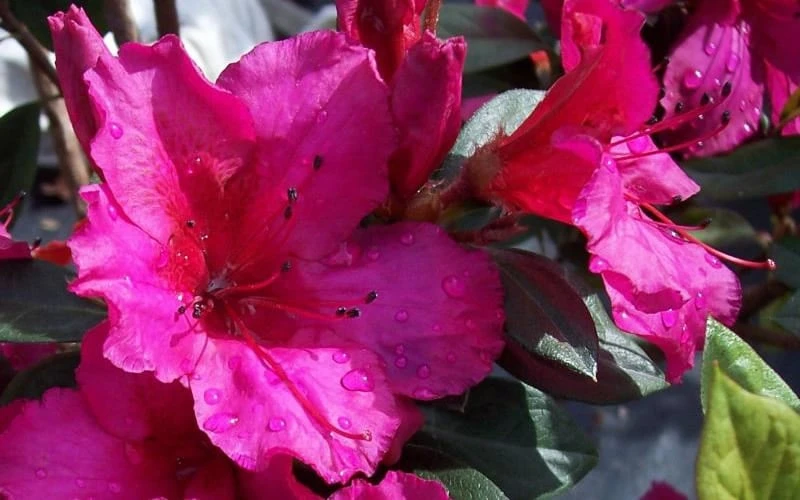 Red Formosa Azalea - 1 Gallon Pot 5 Red Formosa Azalea - 1 Gallon Pot - Image 5