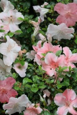 Sir Robert Dwarf Azalea - 6 Pack Of 1 Gallon Pots -Flora Bloom Shop Azalea Sir Robert 12