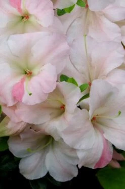 Sir Robert Dwarf Azalea - 6 Pack Of 1 Gallon Pots -Flora Bloom Shop Azalea Sir Robert 20