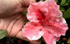Tama No Hada Azalea - 3 Gallon Pot 10 Tama No Hada Azalea - 3 Gallon Pot -Flora Bloom Shop Azalea Tama No Hada Closeup