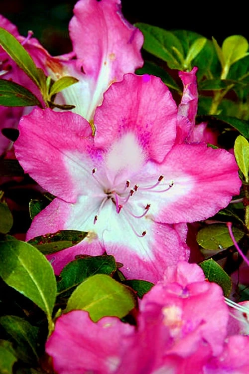 Vibrant Azalea (Harris Hybrid) - 1 Gallon Pot 5 Vibrant Azalea (Harris Hybrid) - 1 Gallon Pot - Image 5