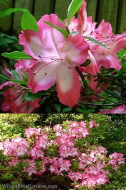Vibrant Azalea (Harris Hybrid) - 3 Gallon Pot 7 Vibrant Azalea (Harris Hybrid) - 3 Gallon Pot -Flora Bloom Shop Azalea Vibrant 2 1
