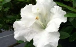Gumpo White Dwarf Azalea - 1 Gallon Pot -Flora Bloom Shop Azalea White Gumpo