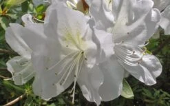 Mrs. G.G. Gerbing White Southern Indica Azalea - 7 Gallon Pot 11 Mrs. G.G. Gerbing White Southern Indica Azalea - 7 Gallon Pot -Flora Bloom Shop Azlea GG Gerbing Flower 1