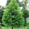 Bald Cypress Tree (Taxodium Distichum) - 3 Pack Of 1.5 Quart Pots