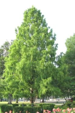 Bald Cypress Tree (Taxodium Distichum) - 1 Gallon Pot 15 Bald Cypress Tree (Taxodium Distichum) - 1 Gallon Pot -Flora Bloom Shop Bald Cypress 3