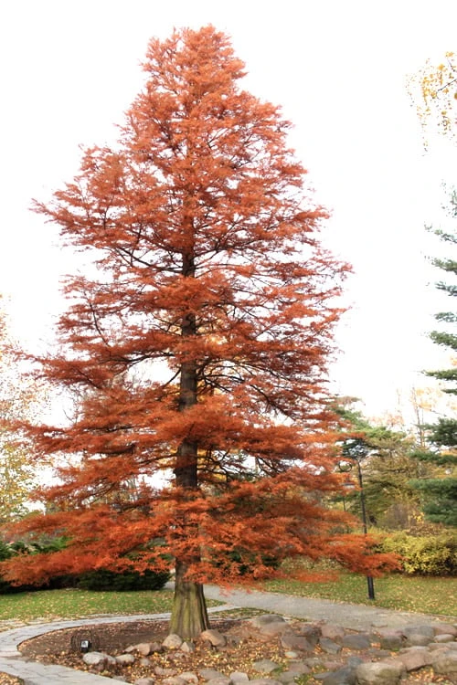 Bald Cypress Tree (Taxodium Distichum) - 1 Gallon Pot 9 Bald Cypress Tree (Taxodium Distichum) - 1 Gallon Pot - Image 9