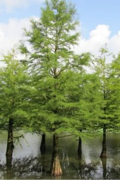 Bald Cypress Tree (Taxodium Distichum) - 1 Gallon Pot 14 Bald Cypress Tree (Taxodium Distichum) - 1 Gallon Pot -Flora Bloom Shop Bald Cypress 5