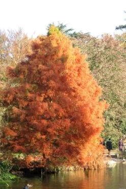 Bald Cypress Tree (Taxodium Distichum) - 1 Gallon Pot 13 Bald Cypress Tree (Taxodium Distichum) - 1 Gallon Pot -Flora Bloom Shop Bald Cypress 7