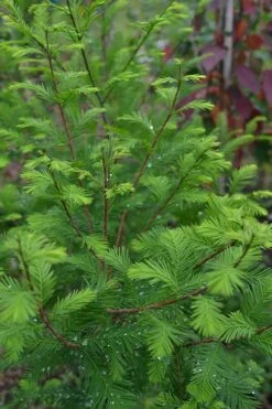 Bald Cypress Tree (Taxodium Distichum) - 1 Gallon Pot 12 Bald Cypress Tree (Taxodium Distichum) - 1 Gallon Pot -Flora Bloom Shop Bald Cypress 8
