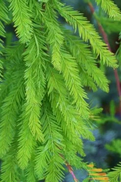 Bald Cypress Tree (Taxodium Distichum) - 1 Gallon Pot 16 Bald Cypress Tree (Taxodium Distichum) - 1 Gallon Pot -Flora Bloom Shop Bald Cypress 9
