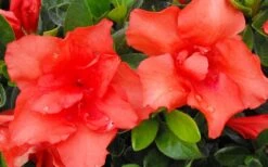 Orange Frost Bloom 'N Again Azalea - 1 Gallon Pot -Flora Bloom Shop Bloom N Again Azalea Orange Frost