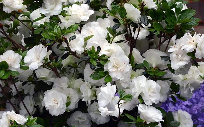 Snowball Bloom 'N Again Azalea - 2 Gallon Pot 5 Snowball Bloom 'N Again Azalea - 2 Gallon Pot - Image 5