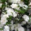 Snowball Bloom 'N Again Azalea - 2 Gallon Pot