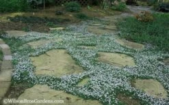 Blue Star Creeper (Laurentia Fluviatilis) - 5 Pack Of Pint Pots -Flora Bloom Shop Blue Star Creeper 20